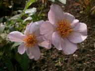 Rose Lilac Charm Foto Myroses